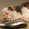 MOUSE_ON_MOUSE