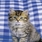 GREY_KITTEN