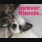 FOREVER FRIENDS