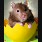CUTE HAMSTER
